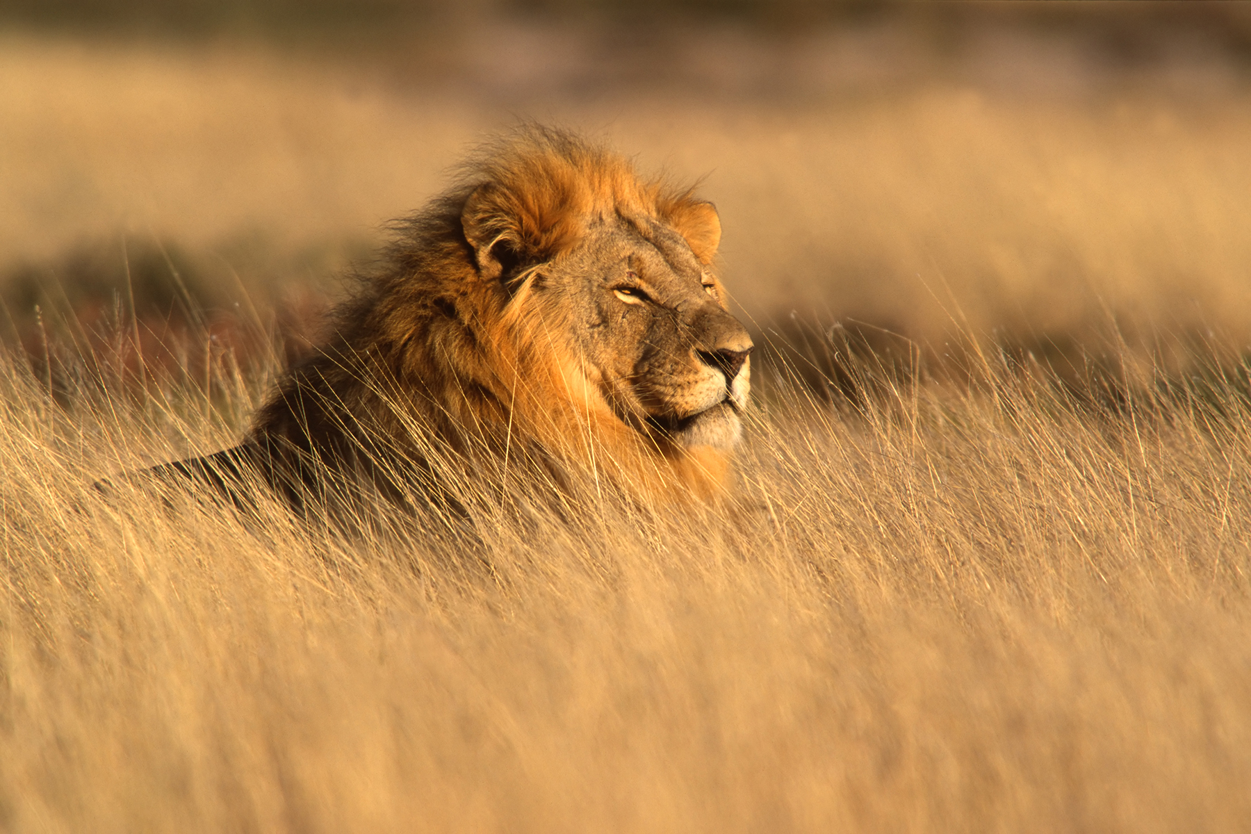 Talk of the Town Travel offers Wildlife Safaris at the best prices!