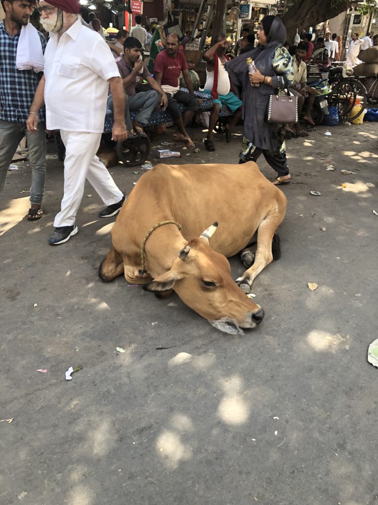 Cows are considered sacred in India, and freely roam. This one is on the Khari Baoli Road.