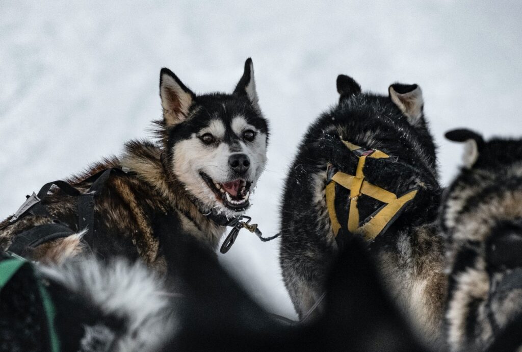 The Iditarod Trail Sled Dog Race, also known as the Last Great Race on Earth, is a 1,000 mile long dog sledding competition. 