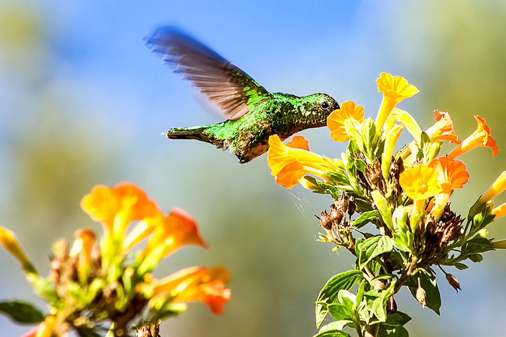 Bird Watching In Colombia