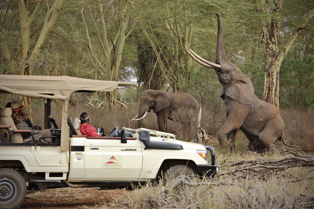 Discover The Healing Powers OF A Kenya Safari