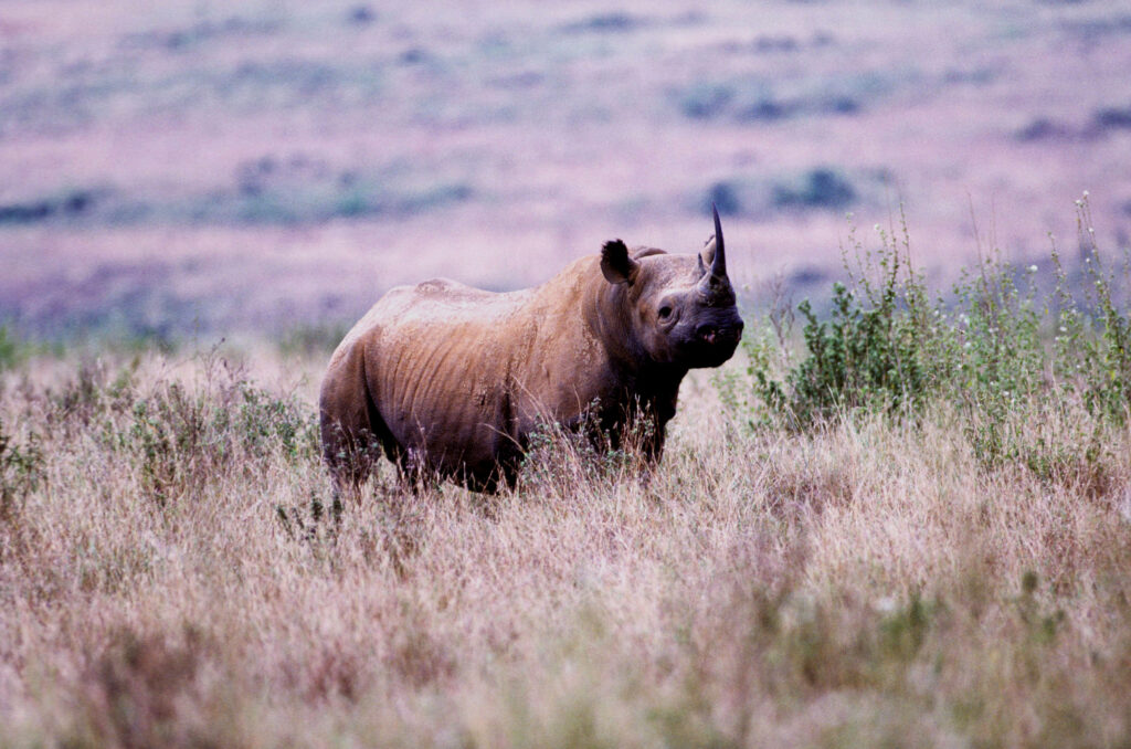 Ol Pejeta is home to the largest population of endangered black rhinos in East Africa.