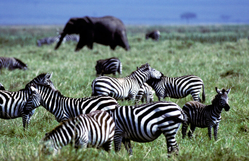 Zebras and Elephants are only two of the animals you will see on the Dave Taylor photography tour of Kenya.