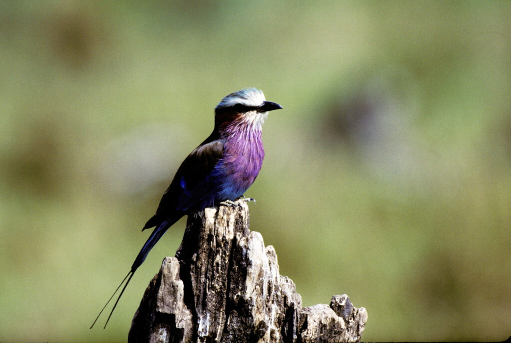 Thousands of species of birds seen in their natural habitat are seen on the Dave Taylor Photography tour.