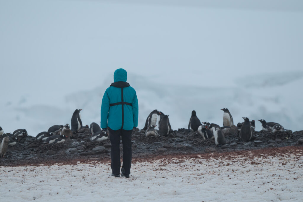 When you think of Antarctica you can't help but think of the penguins. It's the continent's main attraction, and there are thousands of them to be seen nesting in colonies throughout the Peninsula.