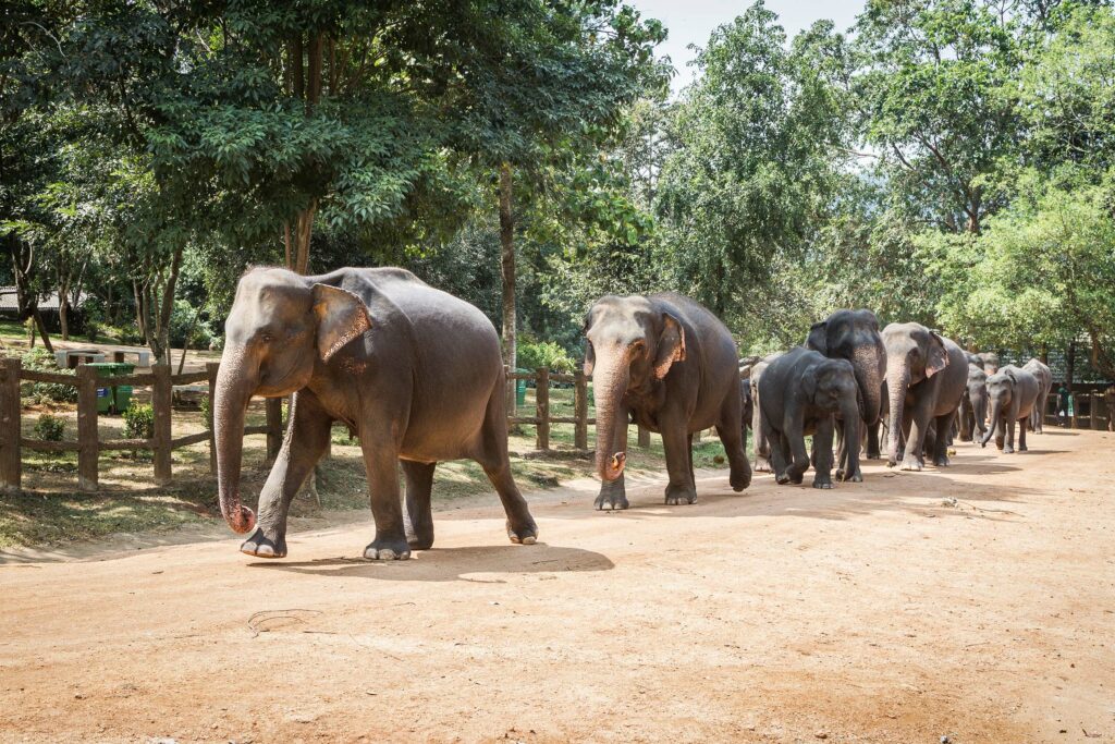 The Pinnawala Elephant Orphanage in Sri Lanka is a haven for injured and orphaned elephants.