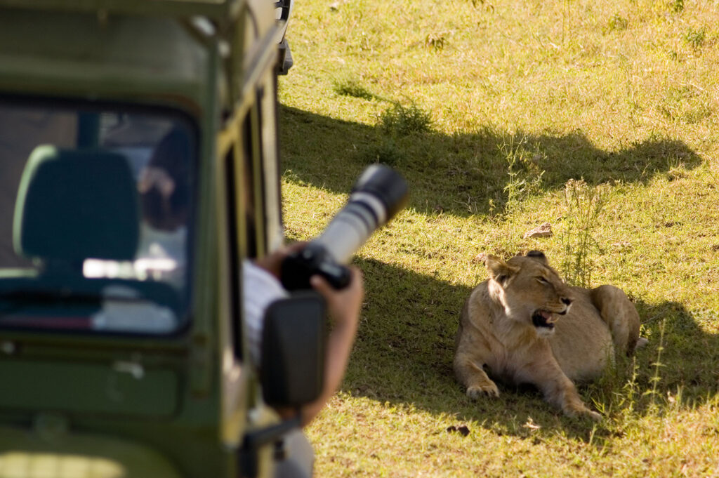 Kenya is home to some of the world's most iconic wildlife, including the Big Five (lion, elephant, buffalo, leopard, and rhino).