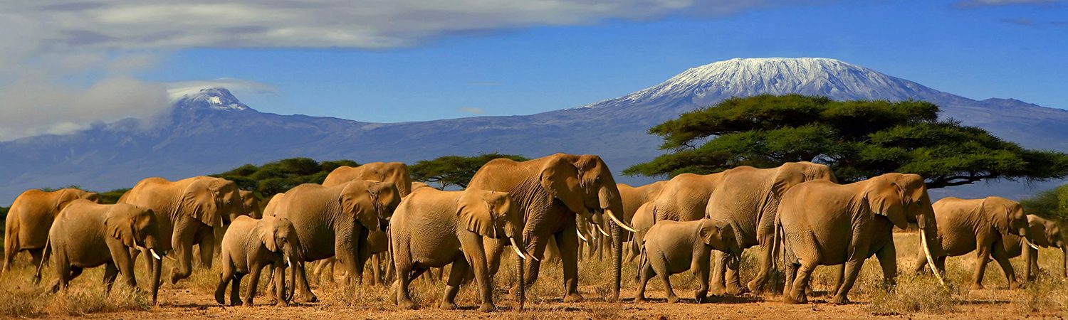 See incredible herds of Elephants while visiting Kenya