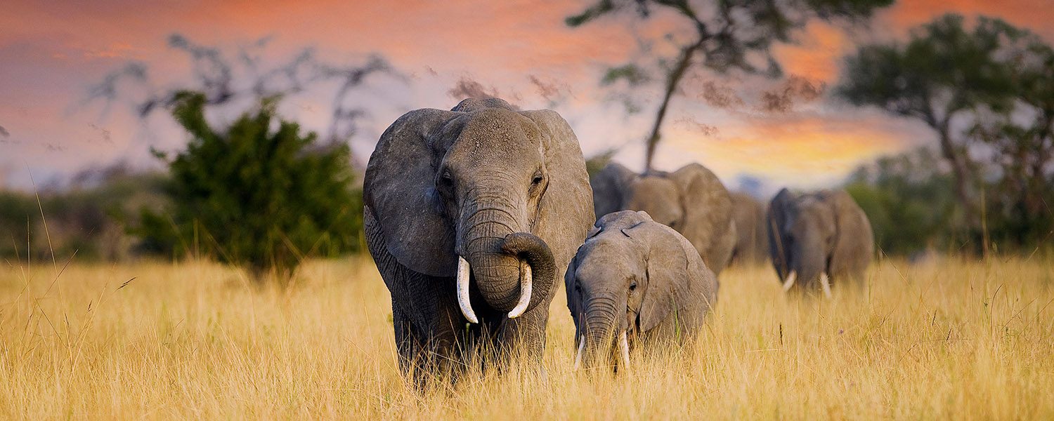 African_travel_landing_page